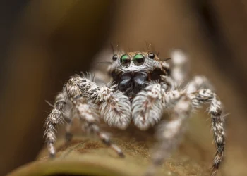 Чому не можна вбивати павуків та як ці істоти врятували Іісуса