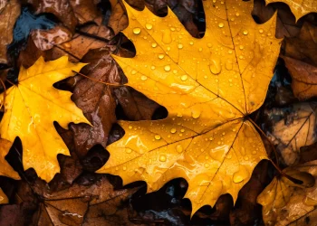 Народні прикмети на 11 вересня