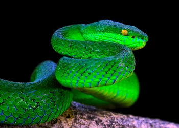 В чому зустрічати 2025 рік