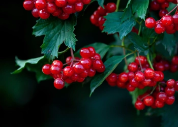 Зацвіла калина народні прикмети