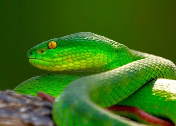 Рік Зеленої Дерев’яної Змії 2025