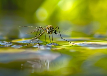 Комарі літають роєм прикмета