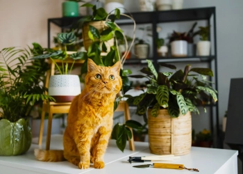 Кімнатні рослини за знаком Зодіаку