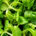 Гіркі, але неймовірно корисні продукти для здоров’я