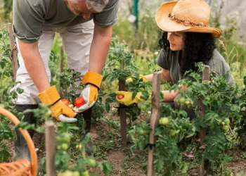 Як і коли правильно збирати врожай овочів