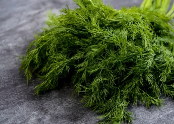 Як правильно заморозити кріп на зиму