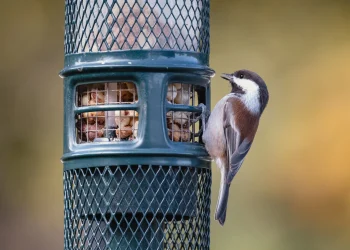 Як зробити годівницю для птахів
