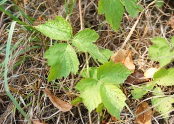 Як безпечно видалити отруйний плющ зі свого подвір'я