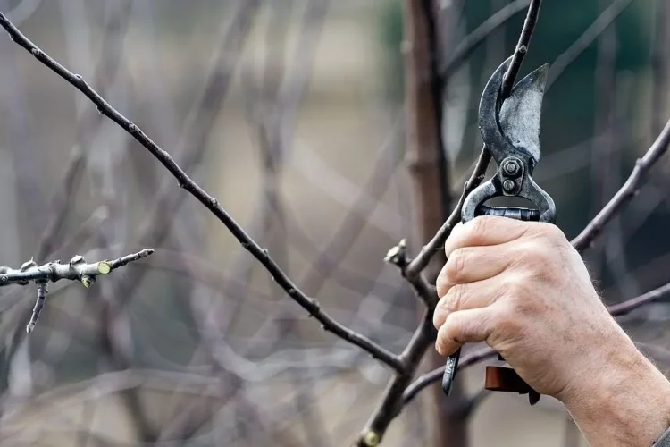 Як підготувати дерева до зими і чи потрібно їх білити