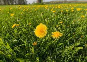 Як позбутися кульбаб на ділянці