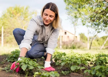 Як зробити добрива з продуктів