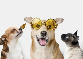 Чим замінити корм для собак та кішок