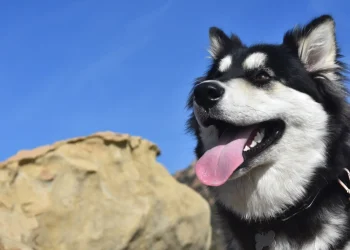 Як уберегти від паразитів домашніх улюбленців