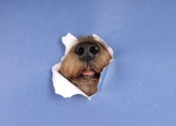 Як назвати собаку