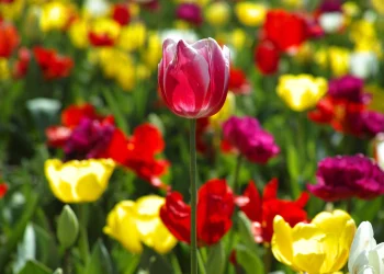 Як підготувати ґрунт для тюльпанів восени