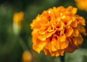 Як просто і красиво захистити город від шкідників