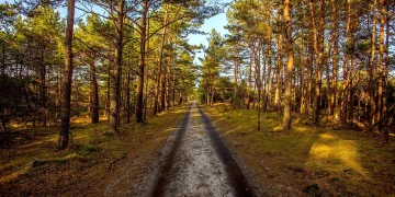 До чого сниться дорога в лісі: Сонник онлайн